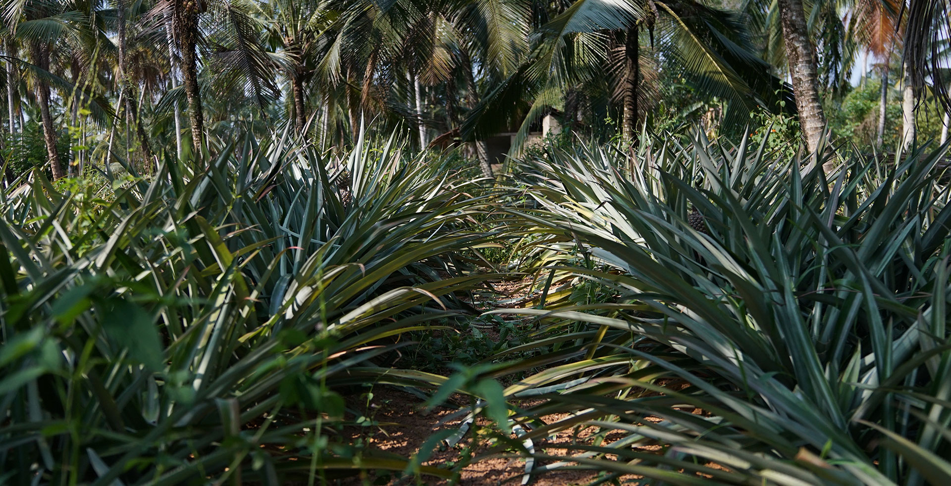 Pineapple Garden